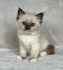 Photo №3. Super Ragdolls kittens for sale. United States