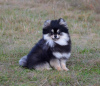 Additional photos: Adorable little Pomeranian, mini FCI.