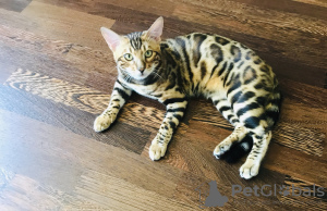 Photo №2 to announcement № 3328 for the sale of bengal cat - buy in Ukraine breeder