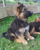 Photo №3. long haired german shepherds with FCI pedigree. Poland