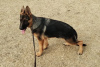 Additional photos: German Shepherd puppies