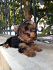 Photo №1. beaver yorkshire terrier - for sale in the city of Балыкесир | 400$ | Announcement № 81059