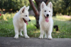 Photo №2 to announcement № 63945 for the sale of berger blanc suisse - buy in Romania private announcement