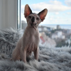 Photo №2 to announcement № 17779 for the sale of sphynx cat - buy in Ukraine from nursery