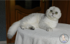 Photo №2 to announcement № 20612 for the sale of scottish fold - buy in Ukraine from nursery, breeder