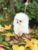 Additional photos: Pomerania for sale