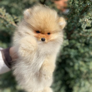 Photo №4. I will sell pomeranian in the city of Rostov-on-Don. from nursery, breeder - price - 347$