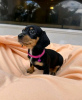 Photo №3. dachshund puppies. Finland