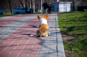 Photo №4. I will sell welsh corgi in the city of Kiev. private announcement, from nursery, breeder - price - 973$