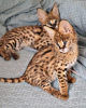Photo №1. savannah cat - for sale in the city of Helsinki | negotiated | Announcement № 107553