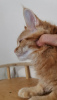 Photo №4. I will sell maine coon in the city of St. Petersburg. breeder - price - 405$