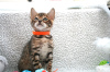 Photo №4. I will sell bengal cat in the city of Cottbus. private announcement, breeder - price - 317$