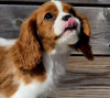 Photo №2 to announcement № 102615 for the sale of cavalier king charles spaniel - buy in Norway private announcement, breeder