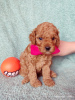 Photo №1. poodle (dwarf) - for sale in the city of Minsk | negotiated | Announcement № 43430