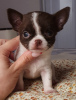 Photo №1. chihuahua - for sale in the city of Москва | 735$ | Announcement № 10383