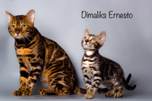 Photo №2 to announcement № 1452 for the sale of bengal cat - buy in Russian Federation from nursery, breeder