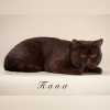 Photo №4. I will sell british shorthair in the city of Москва. breeder - price - 497$