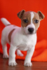 Photo №1. jack russell terrier - for sale in the city of Leicester | negotiated | Announcement № 123499