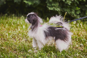 Photo №4. I will sell japanese chin in the city of St. Petersburg. from nursery - price - 865$