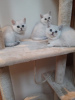 Photo №3. Lovely white British shorthair kittens available now for sale. Germany