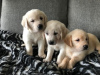 Photo №1. golden retriever - for sale in the city of Berlin | negotiated | Announcement № 97826