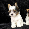 Photo №1. non-pedigree dogs - for sale in the city of Стамбул | 400$ | Announcement № 56357