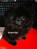 Photo №4. I will sell pomeranian in the city of Kiev. from nursery - price - negotiated