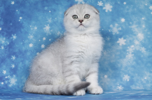 Photo №4. I will sell scottish fold in the city of Velikiy Novgorod. private announcement - price - Negotiated