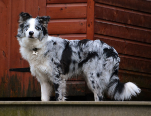 Photo №1. Mating service - breed: border collie. Price - 300$