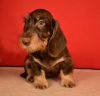 Photo №3. Brown and tan standard wirehaired dachshund puppy. Russian Federation