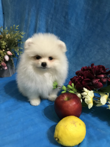 Photo №2 to announcement № 6950 for the sale of pomeranian - buy in Russian Federation breeder