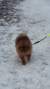 Additional photos: Pomeranian boy