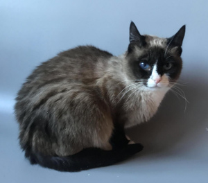 Photo №2 to announcement № 2278 for the sale of snowshoe cat - buy in Russian Federation 