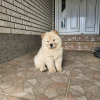 Additional photos: Male chow chow