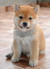 Photo №2 to announcement № 106786 for the sale of shiba inu - buy in Serbia breeder