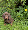 Photo №2 to announcement № 100215 for the sale of dachshund - buy in Germany 