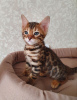 Photo №1. bengal cat - for sale in the city of Queenstown | 423$ | Announcement № 106327