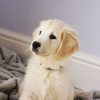 Photo №2 to announcement № 107184 for the sale of golden retriever - buy in Netherlands breeder