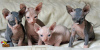 Photo №1. sphynx cat - for sale in the city of Антверпен | 264$ | Announcement № 115083