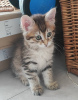 Photo №2 to announcement № 57316 for the sale of kurilen bobtail - buy in Poland breeder