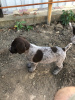 Photo №1. german wirehaired pointer - for sale in the city of Крыловская | negotiated | Announcement № 7635