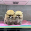 Photo №3. pomeranian puppies for adoption. Germany