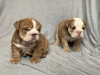 Photo №3. Tested English bulldog puppies available for sale now. Spain