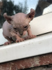 Additional photos: Canadian Sphynx kittens, elf