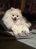 Photo №1. pomeranian - for sale in the city of Wrocław | negotiated | Announcement № 100611