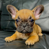 Photo №1. french bulldog - for sale in the city of Odintsovo | 586$ | Announcement № 36387