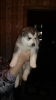 Additional photos: Puppies for sale Alaskan Malamute were born on 25 03 2021
