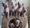 Photo №1. sphynx-katze - for sale in the city of Мюнхен-Флугхафен | 528$ | Announcement № 89671