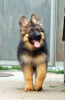 Additional photos: Beautiful dsh German Shepherd puppies.