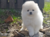 Photo №1. pomeranian - for sale in the city of Tula | negotiated | Announcement № 19046